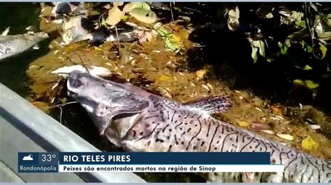 Sema Vai Investigar O Mortandade De Peixes No Rio Teles Pires G1 Mato