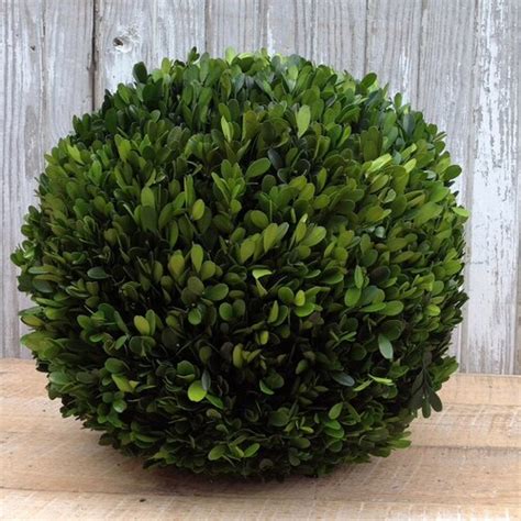 12 Preserved Boxwood Ball Etsy