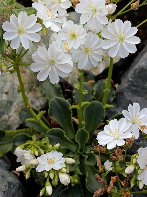 On Twitter Lewisia