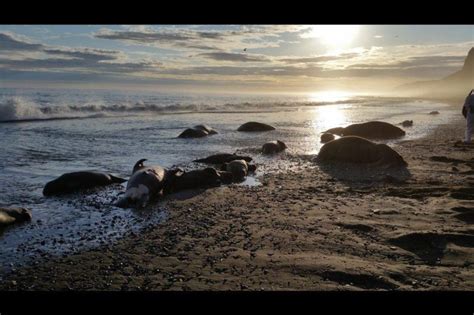 Fish And Wildlife Service Investigating Death Of 25 Walruses