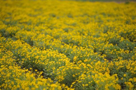 Maximilian Sunflowers Ablaze With Yellow Beauty In A Seed Plot At Nrcs