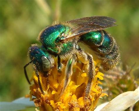 Augochlora Green Metallic Bee Augochloropsis Bugguidenet