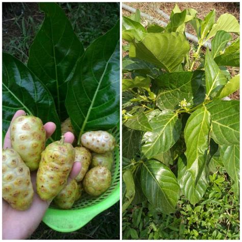 Noni Plant Seedlings - Agriculture - Nigeria