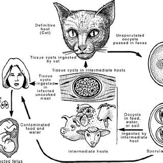 The Life Cycle Of Isospora Felis Wenyon A Coccidium Off