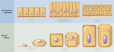 Epithelium Cell Shapes Diagram | Quizlet