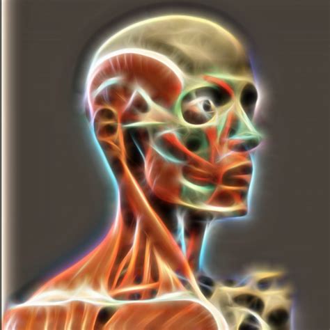 human anatomy   stock photo public domain pictures
