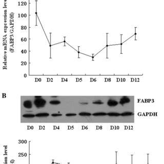 The Changes In FABP3 MRNA Expression During Differentiation A The