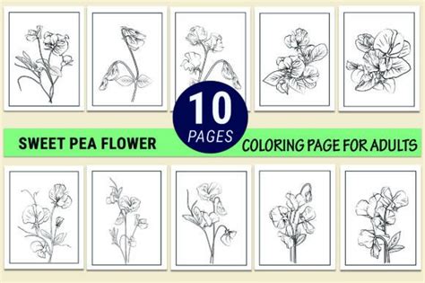 Sweet Pea Flower Coloring Page For Adult Graphic By Graphicart · Creative Fabrica