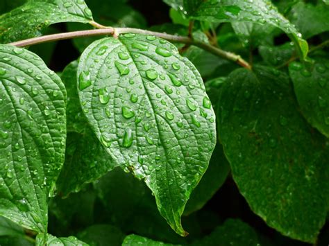 Free Images Rain Leaf Flower Wet Herb Produce Botany Flora