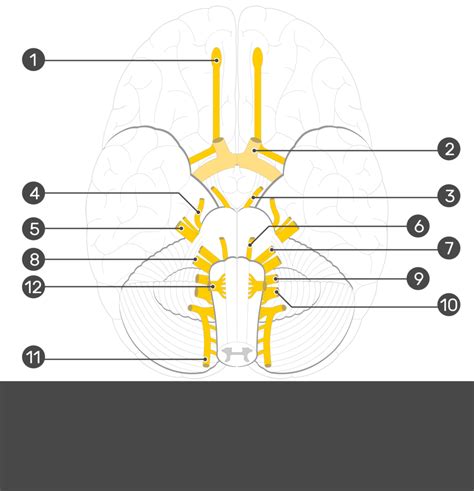 Blank Cranial Nerve Diagram