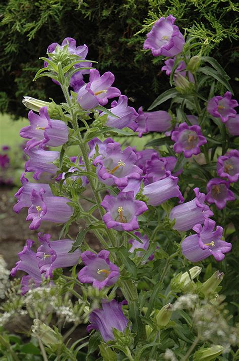 Canterbury Bells Campanula Medium In Strathmore Calgary Drumheller