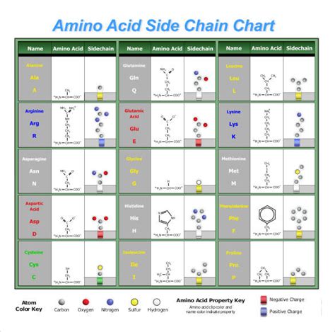 20 Amino Acids Chart