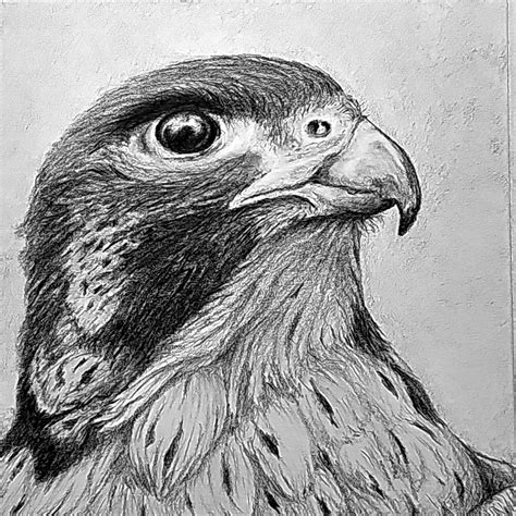 Realistic Pencil Drawing Course - Falcon - Share Your Art - The Artist ...