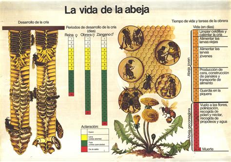 Qu Hi Ha M S Dol Que La Mel La Vida De Les Abelles