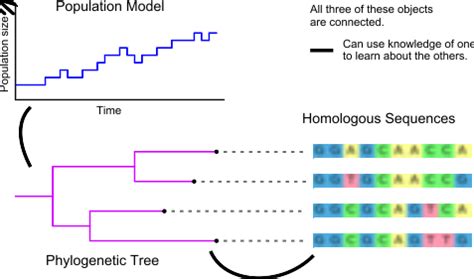 Bayesian Phylodynamics