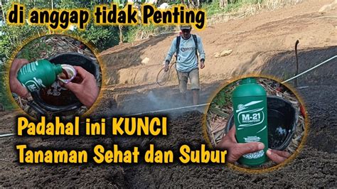 Dosis M Agar Tanah Menjadi Subur Persiapan Lahan Tanam Youtube