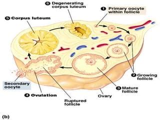 Reproductive endocrinology.pdf