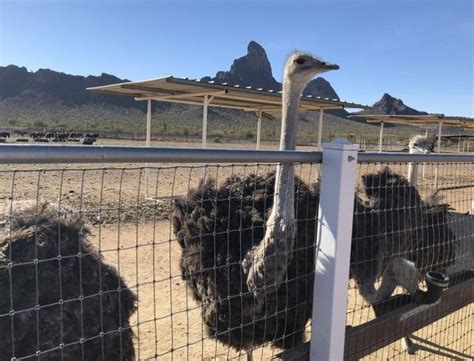 Rooster Cogburn Ostrich Ranch Arizona Day Trip - Daytrippen.com