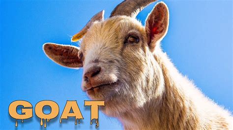 Goat Sounds Goat Bleating Youtube