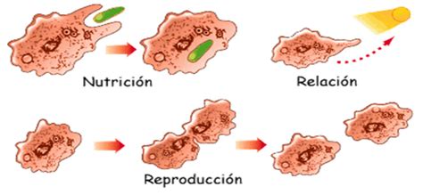 Características Funciones Vitales de las Células