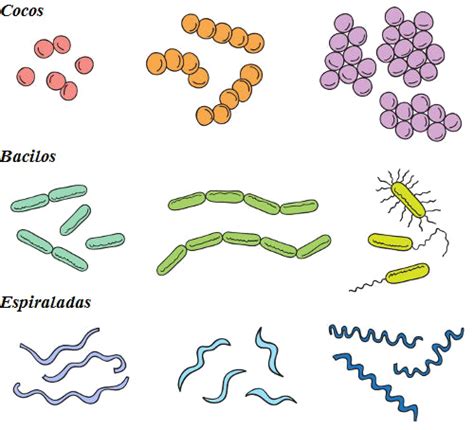 Classificação das bactérias Brasil Escola Clip art Medical