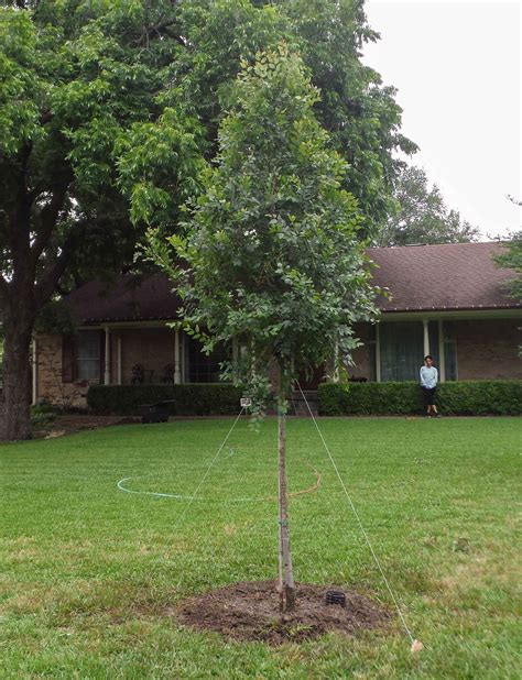 The Cedar Elm Perfect For Urban And Rural Landscapes