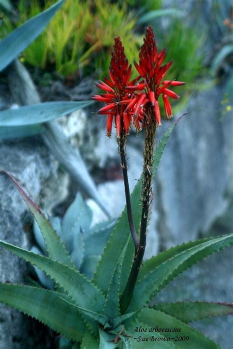 PlantFiles Pictures Aloe Species Torch Aloe Tree Aloe Mountain Bush