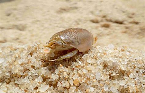 What Do Sand Fleas Eat