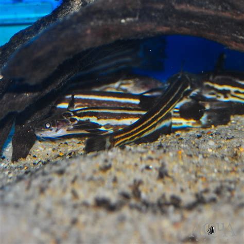 Eel Tail Wood Catfish (Trachelyopterichthys taeniatus) - Aqua Imports