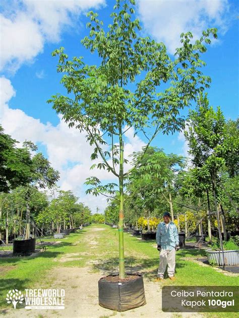 Ceiba Pentandra Kapok Tree For Sale South Florida Treeworld Wholesale