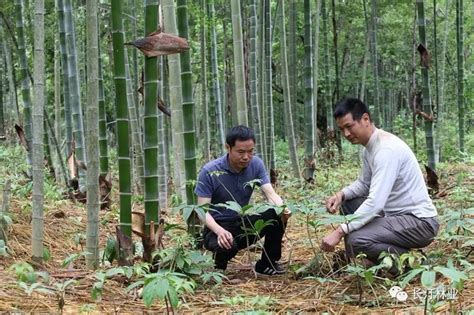 生态视点丨长汀：林下经济在脱贫攻坚中当先锋，抓特色建基地，龙头带整村推