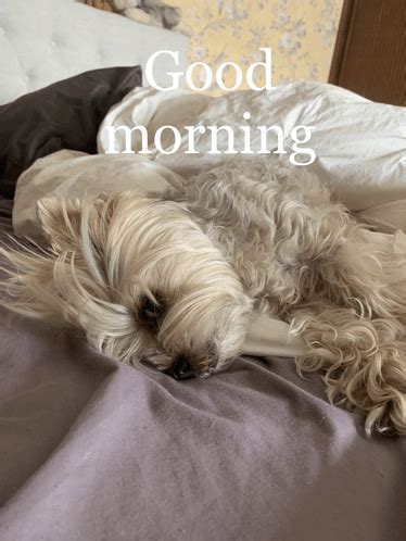 Good Morning Dog Meme - Good morning Dog Cute - Discover & Share GIFs