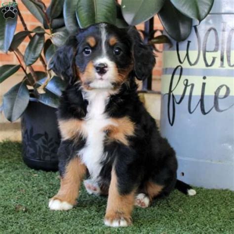 Wesley - Miniature Bernese Mountain Dog Puppy For Sale in Pennsylvania