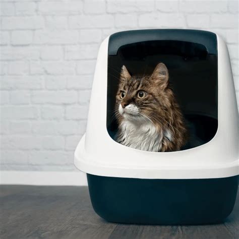 Cat Litter Box 101 Everything You Need To Know For The Right Set Up