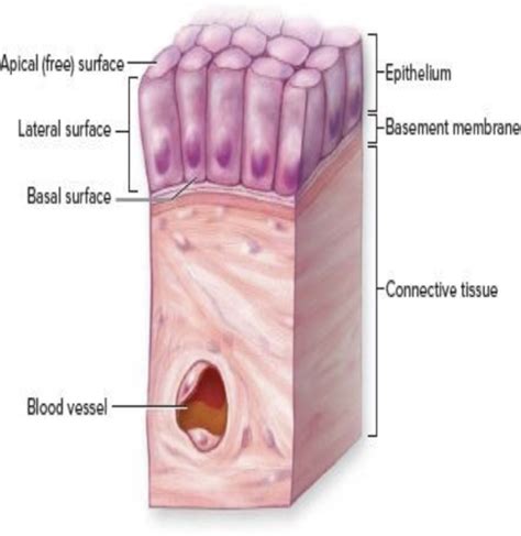 Histology Epithelial Tissues Flashcards Quizlet