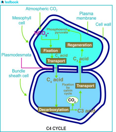 Permanent Tissue Types And Functions Testbook