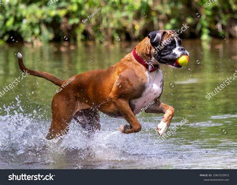 41,516 Boxer Dog Royalty-Free Images, Stock Photos & Pictures | Shutterstock