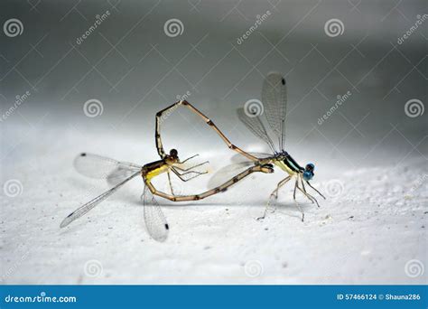 Mating Dragonflies Stock Photo Image Of Wild Outside