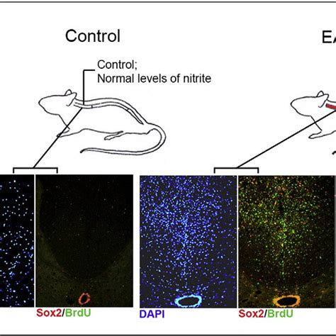 Npcs Were Isolated From The Spinal Cord Of Normal And Eae Affected