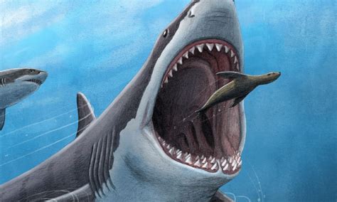 Scientists Think This Is Why Massive Megalodons Went Extinct
