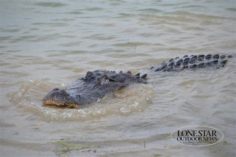 alligator eating Raccoon fur furbearing south texas