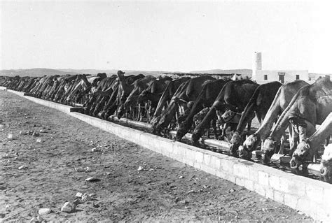 Animals in World War One seen through rare photographs, 1914-1918 ...