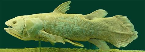 Coelacanth Genome Surfaces Broad Institute