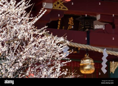 Kameido Tenjinsha Ume Festival, Koto-Ku, Tokyo, Japan Stock Photo - Alamy