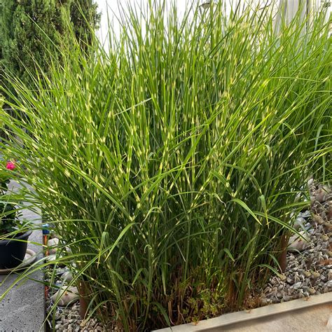 MISCANTHUS SINENSIS 'ZEBRINUS' - Houtmeyers Plantencentrum en ...