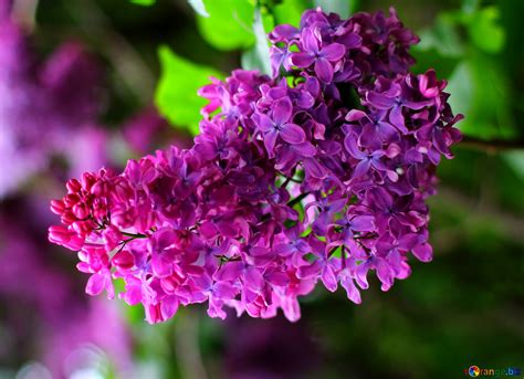 Download free picture Ветка сирени on CC-BY License ~ Free Image Stock ...