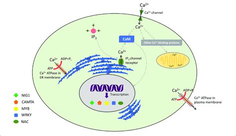 Decoding Of Calcium Signatures Calcium Signaling And Its Sensors