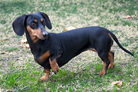 Dogs Similar To Dachshunds at Lauren Berning blog
