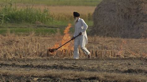 Punjab Stubble Burning Incidents Cross Last Year’s Figures May Go Up India News The Indian