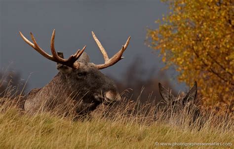 Scotland Wildlife Photography Extravaganza 7 Day Photo Workshop